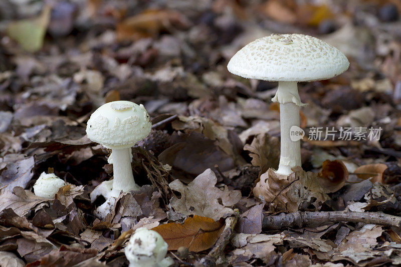 死亡之帽(Amanita citrina)